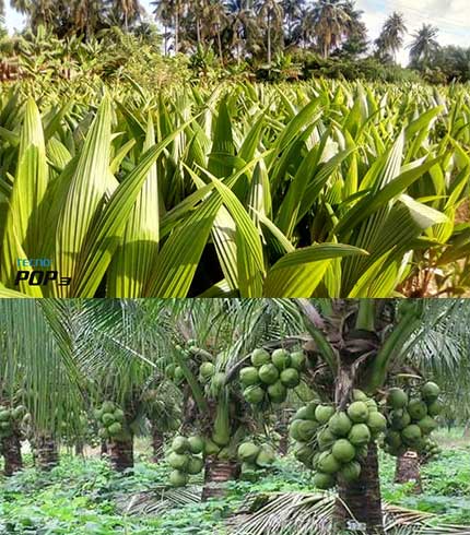 dwarf coconut seedlings