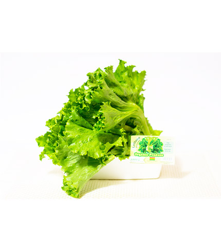Fresh Organic Lettuce